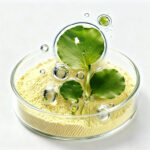 Asiaticoside Product